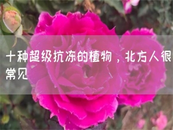 十種超級(jí)抗凍的植物，北方人很常見