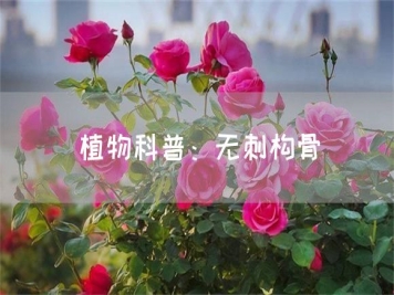 植物科普：無刺構骨