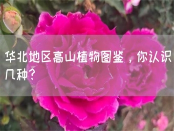 華北地區(qū)高山植物圖鑒，你認(rèn)識(shí)幾種？