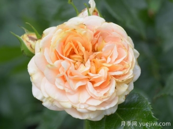月季推薦，杏子雪崩月季