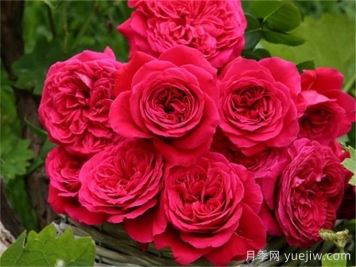 皇家胭脂月季，花朵碩大香味迷人的歐月