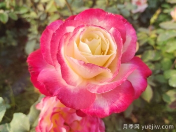 國外園丁最愛的月季調(diào)查，每一款都優(yōu)秀