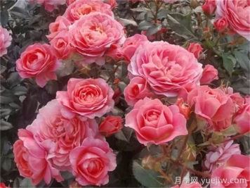 陽臺月季推薦，芳香王陽臺月季