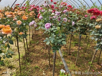 多色歐月樹狀月季/薔薇桿棒棒糖月季