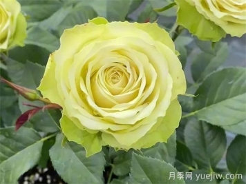 月季推薦，薄荷茶月季