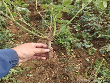 月季裸根苗到手養(yǎng)護，修剪種植步驟很簡單