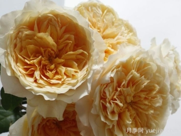 艾菲月季介紹，黃色切花，花瓣層疊