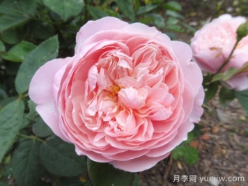 安妮克城堡月季，花姿優(yōu)雅，色彩迷人