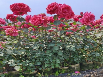 月季瘦弱徒長(zhǎng)沒(méi)分枝怎么辦？強(qiáng)壯枝條開(kāi)花多的養(yǎng)護(hù)辦法