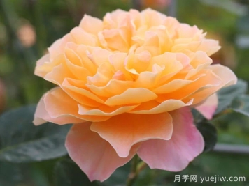 印象派月季推薦，夢幻的黃橙色優(yōu)秀爬藤月季