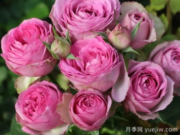 薰衣草蕾絲月季的優(yōu)點和養(yǎng)護
