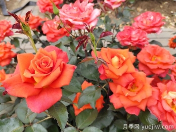 月季真的是藥罐子嗎？如何不噴藥養(yǎng)好月季？