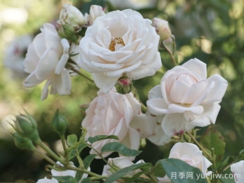 瑪婷吉洛月季介紹，適應(yīng)性強(qiáng)，香味宜人