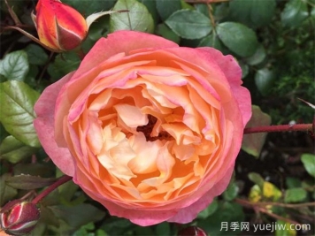 艾瑪漢密爾頓夫人月季，香氣迷人，顏值出彩    