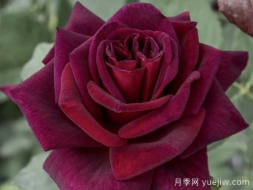 切花暗香月季，濃香版黑巴克