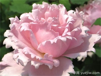 索菲羅莎月季推薦，獨(dú)特花瓣，美妙濃香