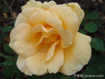 希林頓夫人月季，百年經(jīng)典灌木月季
