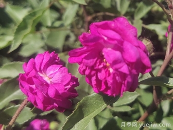 月季推薦，葡萄園之歌月季