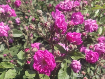 歐月月季介紹，葡萄園之歌月季