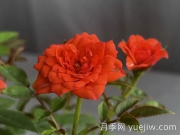 月季推薦，朱紅姬月季