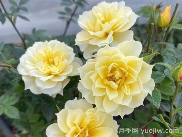 超微月季推薦，黃金姬月季