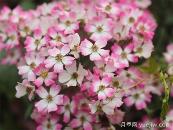 微月月季推薦，遮陽傘月季