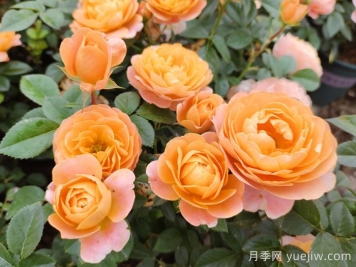 10種經(jīng)典月季花品種，開成花海很驚艷