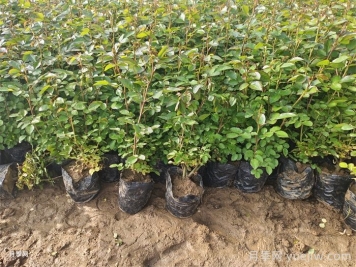 春季如何提高綠化工程新栽植物的成活率？