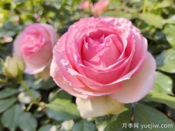 藤本月季的特征、品種、養(yǎng)護