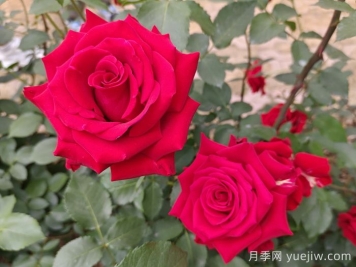 月季的專業(yè)名詞解析，看懂術(shù)語(yǔ)