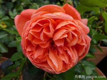 夏日之歌月季推薦，奧斯汀濃香月季