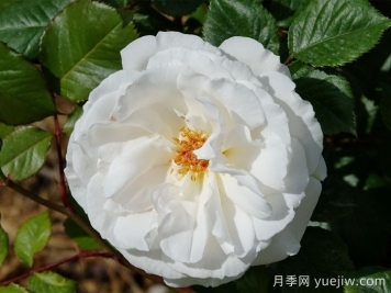 格麗特梅麗爾月季，英國第一香白月季