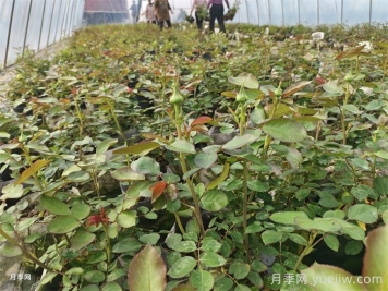 月季花很好養(yǎng)，春秋購買成活率高