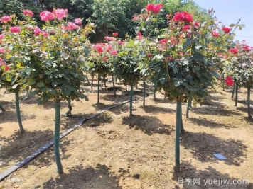 樹(shù)狀月季和園林植物栽植養(yǎng)護(hù)常見(jiàn)問(wèn)題