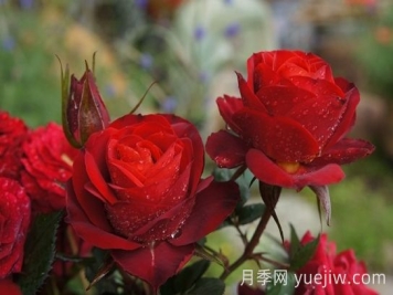 月季推薦，日蝕王陽臺月季