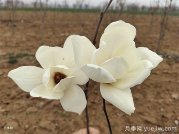 六種玉蘭介紹：白玉蘭、紫玉蘭、二喬玉蘭、望春玉蘭、飛黃玉蘭、寶華玉蘭