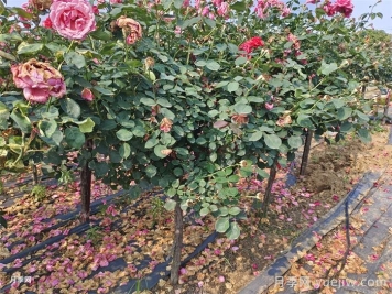 綠化樹(shù)樁月季種植規(guī)范