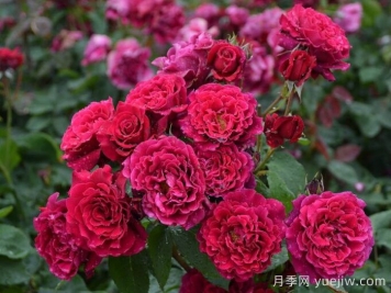 月季推薦，紅丘月季