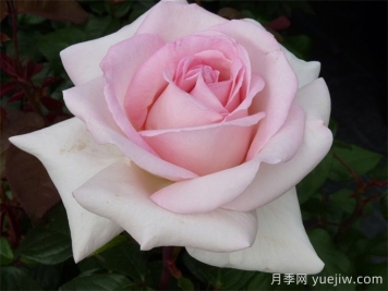 月季推薦，園藝王子月季