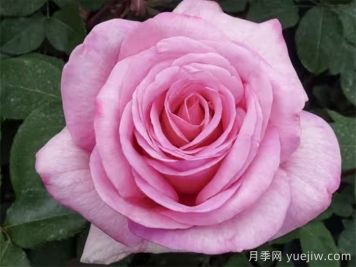 月季推薦，甜蜜訴說(shuō)月季