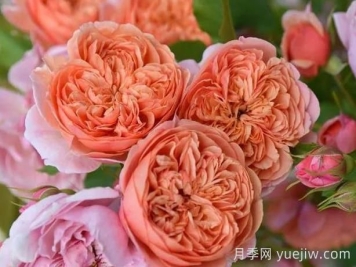 月季推薦，絲綢之路月季