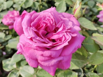 月季花的來(lái)歷和優(yōu)美詩(shī)詞賞析