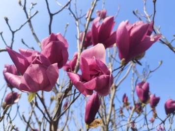 庭院栽上一棵玉蘭花，花團(tuán)錦簇滿院飄香