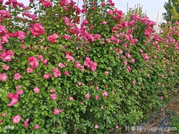 藤本月季不開花什么原因？可能是這6點(diǎn)