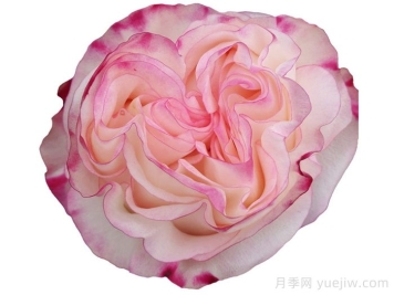 可愛教主月季/小可愛/非?？蓯? title=