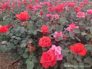 石橋月季日常管理技術要點有哪些？