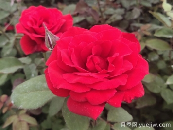 月季有哪些名優(yōu)品種？如何養(yǎng)護？