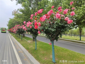 月季花開，南陽月季在園林綠化的場景展示
