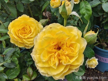 月季花的基本知識有哪些？