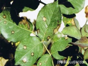 夏天月季發(fā)生炭疽病，該如何有效防治？